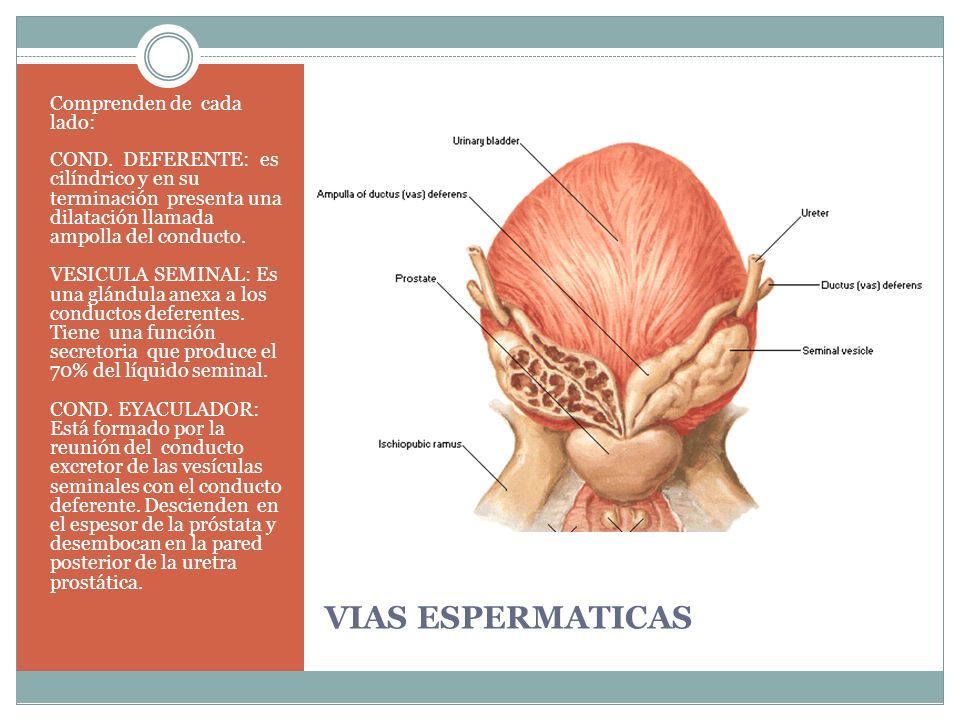 glándula prostática media del surco